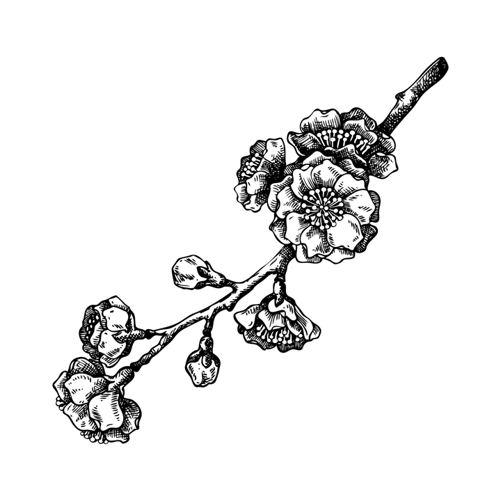 Cherry blossom sketch. Spring tree branch with flowers in engraved style. hand-drawn vector illustration, NOT AI generated